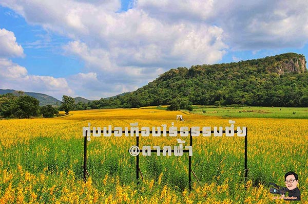 ทุ่งปอเทือง ตากฟ้า 2560 ทุ่งปอเทือง ตากฟ้า 2560