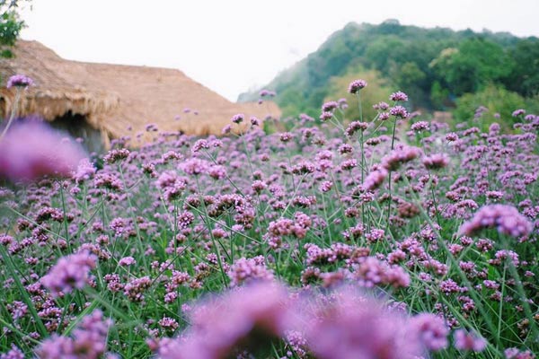 ม่อนแจ่ม ม่อนแจ่ม