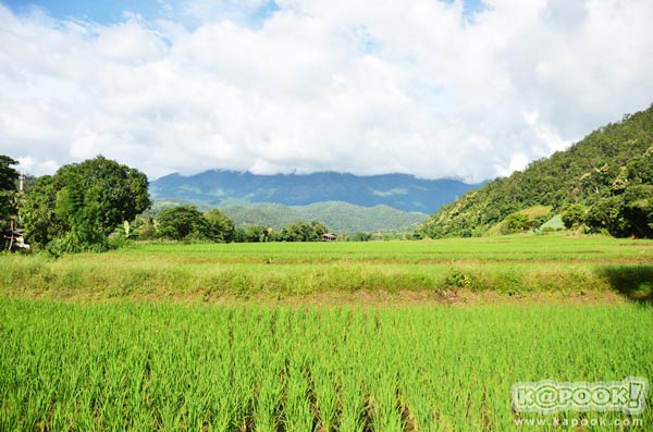 บ้านป่าบงเปียง บ้านป่าบงเปียง