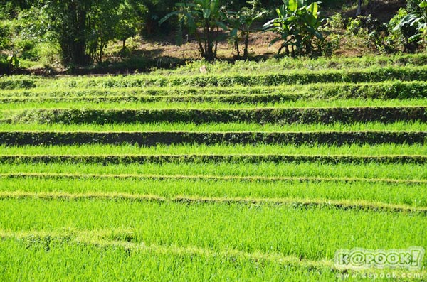 บ้านป่าบงเปียง บ้านป่าบงเปียง