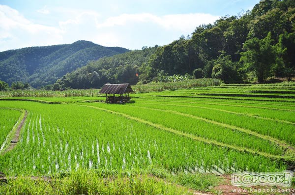 บ้านป่าบงเปียง บ้านป่าบงเปียง