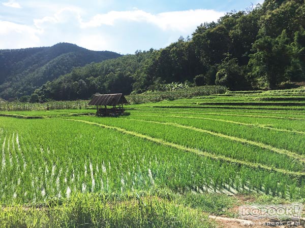 บ้านป่าบงเปียง บ้านป่าบงเปียง
