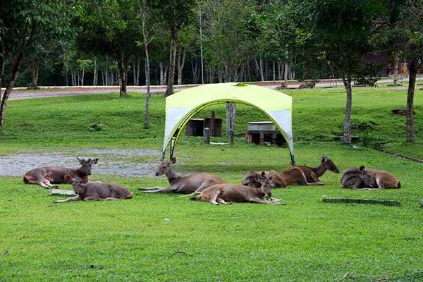 อุทยานแห่งชาติเขาใหญ่ อุทยานแห่งชาติเขาใหญ่
