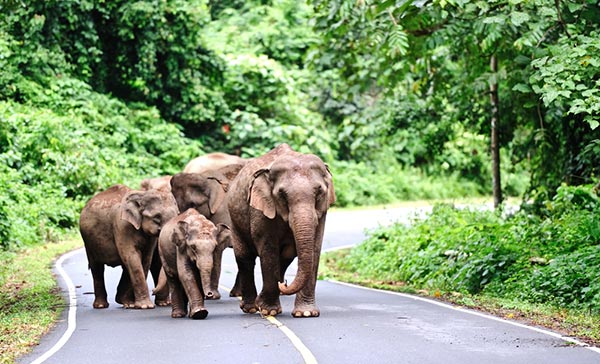 อุทยานแห่งชาติเขาใหญ่ อุทยานแห่งชาติเขาใหญ่