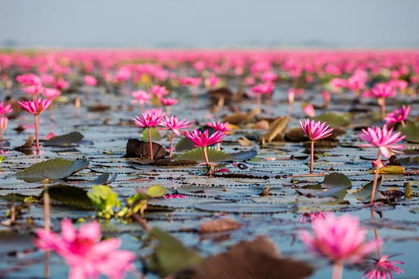 สถานที่ท่องเที่ยวทะเลบัวแดง หนองหาน สถานที่ท่องเที่ยวทะเลบัวแดง หนองหาน