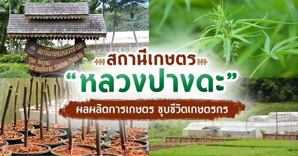 สถานีเกษตรหลวงปางดะ สถานีเกษตรหลวงปางดะ