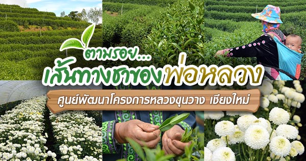 โครงการหลวงขุนวาง โครงการหลวงขุนวาง