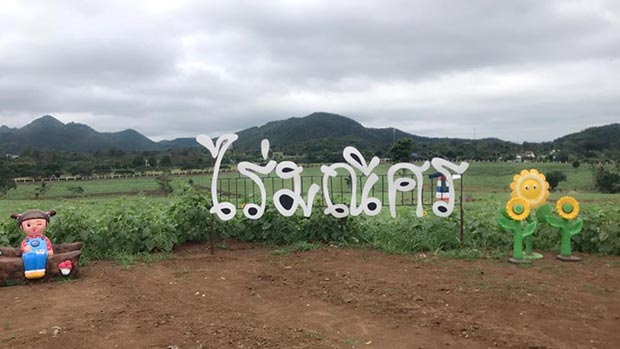 ทุ่งทานตะวัน ไร่มณีศร เขาใหญ่ ทุ่งทานตะวัน ไร่มณีศร เขาใหญ่