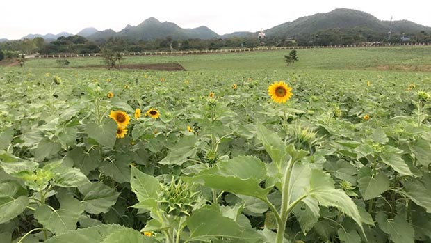 ทุ่งทานตะวัน ไร่มณีศร เขาใหญ่ ทุ่งทานตะวัน ไร่มณีศร เขาใหญ่