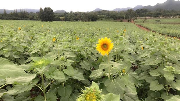 ทุ่งทานตะวัน ไร่มณีศร เขาใหญ่ ทุ่งทานตะวัน ไร่มณีศร เขาใหญ่