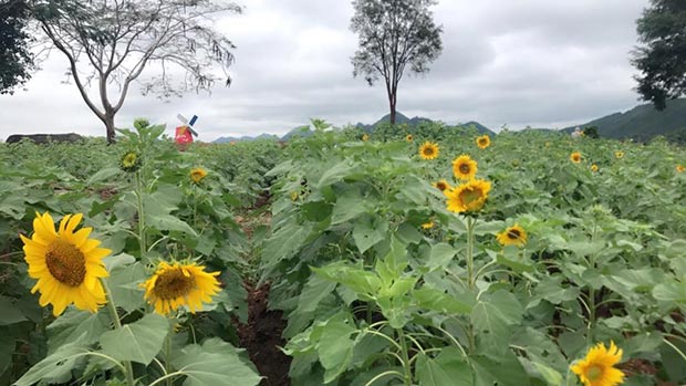 ทุ่งทานตะวัน ไร่มณีศร เขาใหญ่ ทุ่งทานตะวัน ไร่มณีศร เขาใหญ่