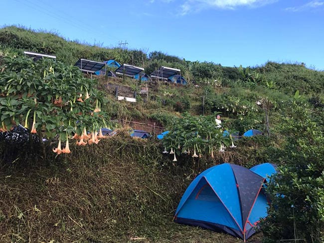 ที่พักภูทับเบิก ลานกางเต็นท์ เดอะลี แค้มป์ปิ้งทับเบิก