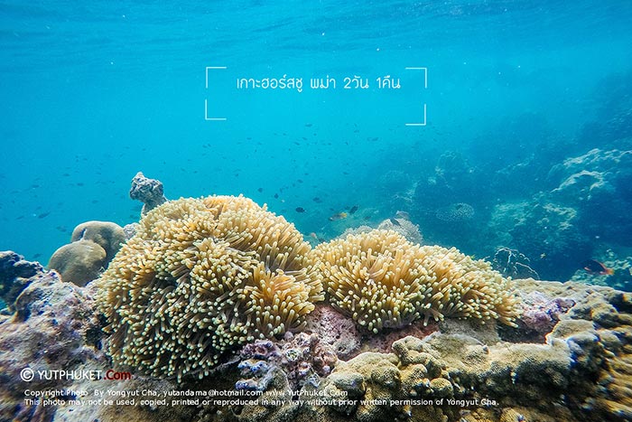 ทะเลพม่า ทะเลพม่า