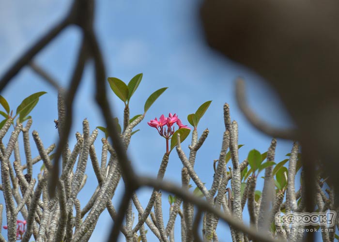 เที่ยวน่าน เที่ยวน่าน