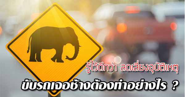 ขับรถเจอช้างต้องทำอย่างไร ขับรถเจอช้างต้องทำอย่างไร