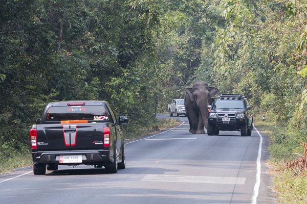 ขับรถเจอช้างต้องทำอย่างไร ขับรถเจอช้างต้องทำอย่างไร