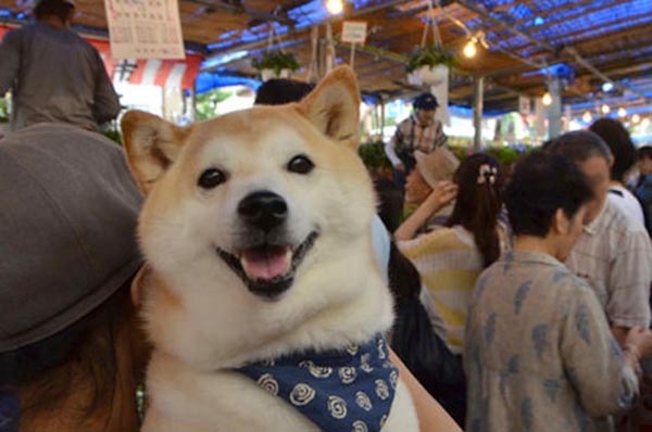 หมากับแมว หมากับแมว
