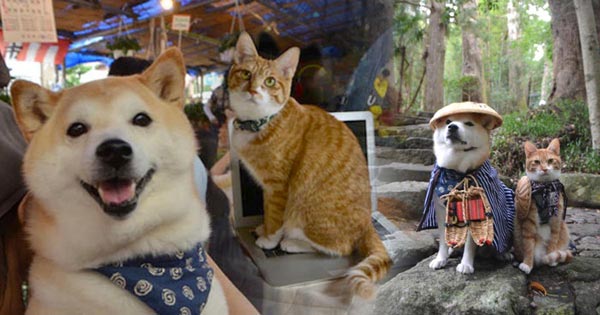 หมากับแมว หมากับแมว