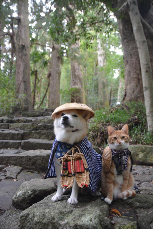 หมากับแมว หมากับแมว