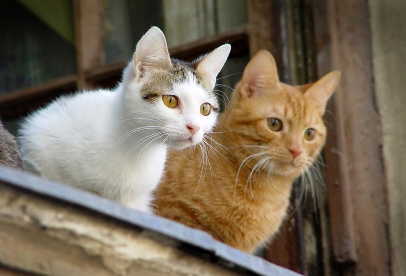 วิธีป้องกันสัตว์ถ่ายหน้าบ้าน วิธีป้องกันสัตว์ถ่ายหน้าบ้าน