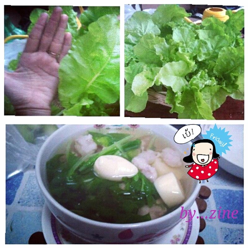 ปลูกผักสลัดออแกนิกส์ ปลูกผักสลัดออแกนิกส์