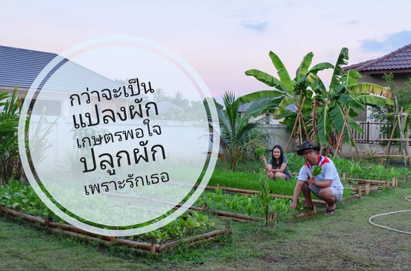 วิธีทำแปลงปลูกผักสวนครัว วิธีทำแปลงปลูกผักสวนครัว