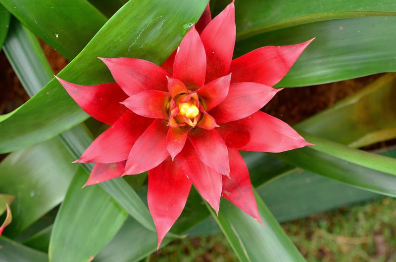 สับปะรดสี สับปะรดสี