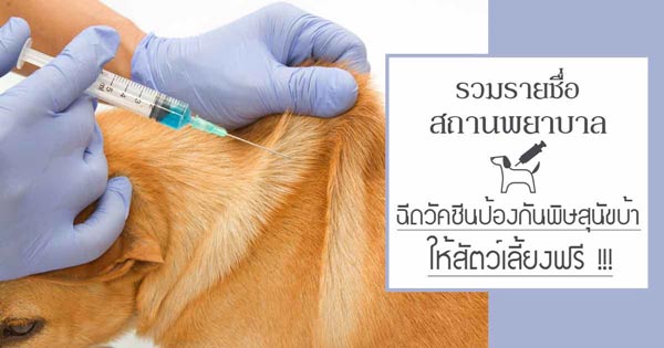 ฉีดวัคซีนพิษสุนัขบ้าฟรี ฉีดวัคซีนพิษสุนัขบ้าฟรี