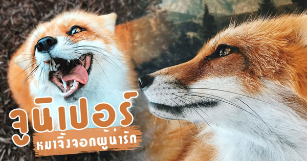หมาจิ้งจอก หมาจิ้งจอก