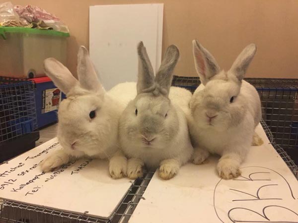 Pet Expo Thailand 2018 Pet Expo Thailand 2018