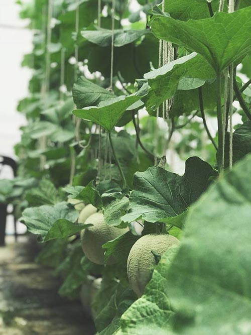 ฟาร์ม & สวน ฟาร์ม & สวน