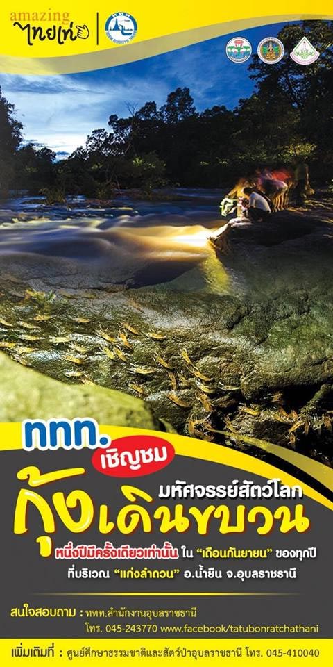 กุ้งเดินขบวน กุ้งเดินขบวน