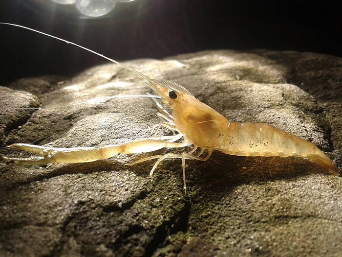 กุ้งเดินขบวน กุ้งเดินขบวน
