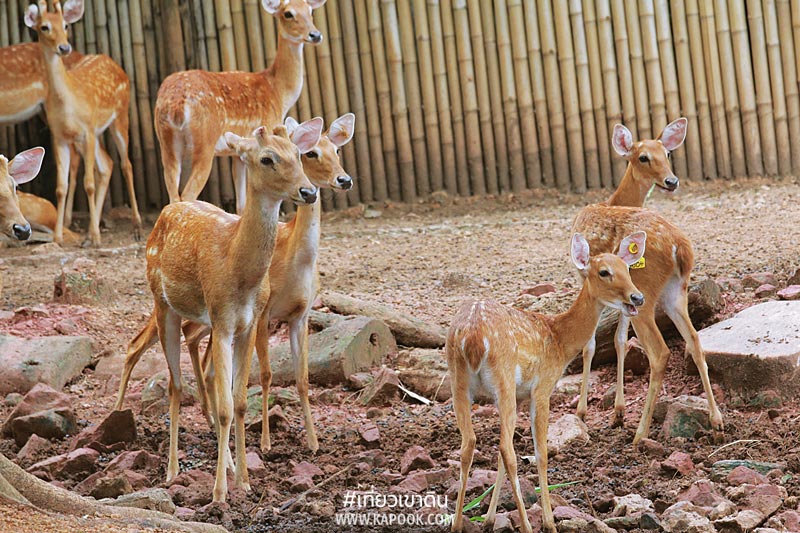 8 เรื่องน่ารู้เขาดิน 8 เรื่องน่ารู้เขาดิน