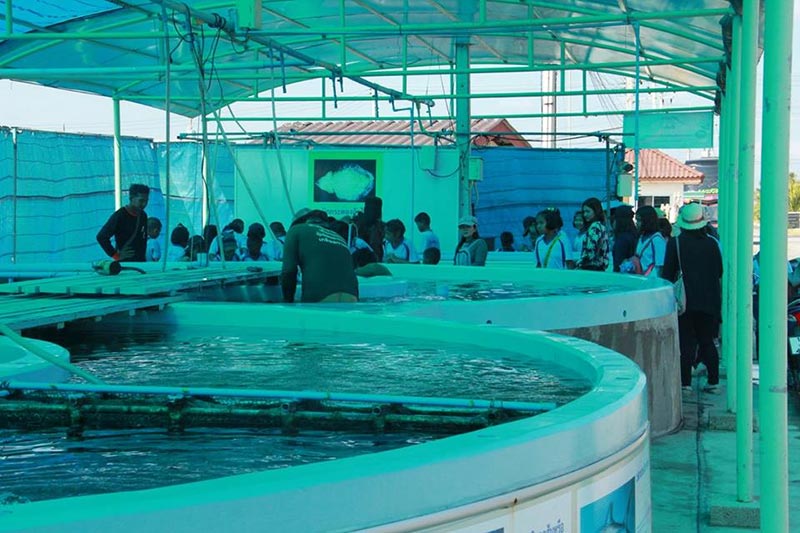 ที่เที่ยวเพชรบุรี ฟาร์มทะเลตัวอย่างตามพระราชดำริ