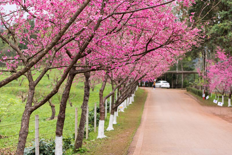 ดอกนางพญาเสือโคร่ง 2562 ดอกนางพญาเสือโคร่ง 2562