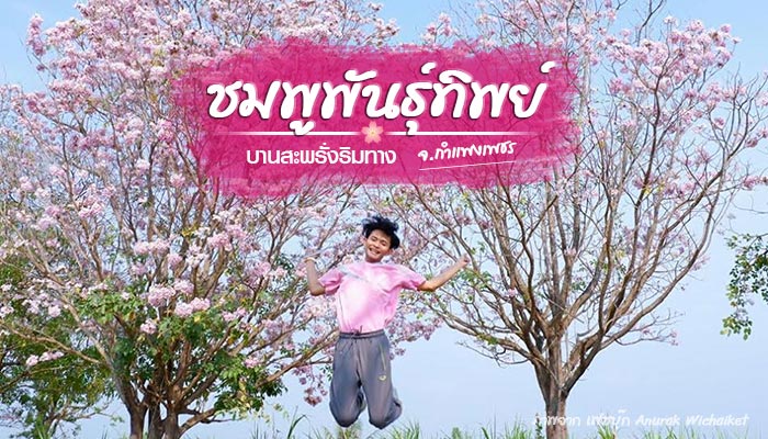 ชมพูพันธุ์ทิพย์ ชมพูพันธุ์ทิพย์