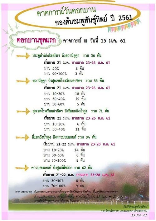 ชมพูพันธุ์ทิพย์ ชมพูพันธุ์ทิพย์