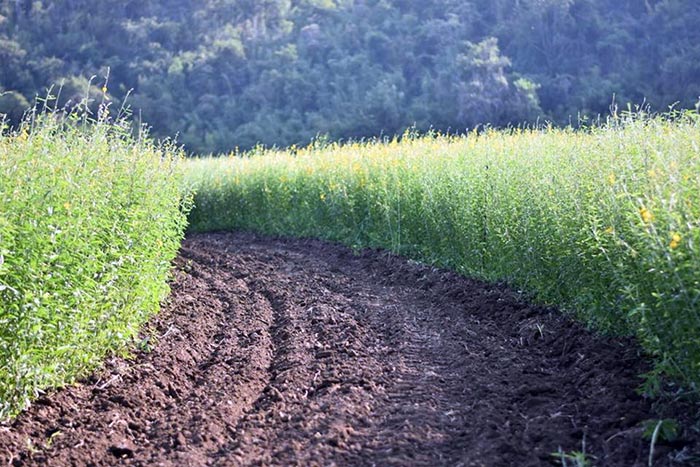 ทุ่งปอเทือง ทุ่งปอเทือง