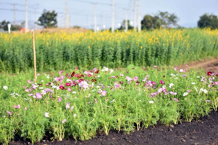 ทุ่งปอเทือง ทุ่งปอเทือง