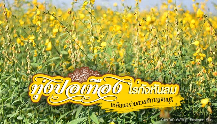 ทุ่งปอเทือง ทุ่งปอเทือง