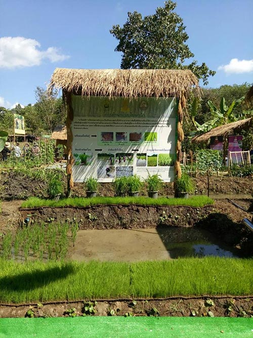 ห้วยฮ่องไคร้ เชียงใหม่ ห้วยฮ่องไคร้ เชียงใหม่