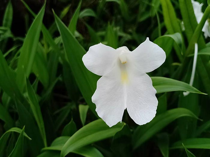 ทุ่งดอกเปราะภูสีขาว ทุ่งดอกเปราะภูสีขาว