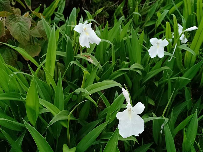 ทุ่งดอกเปราะภูสีขาว ทุ่งดอกเปราะภูสีขาว