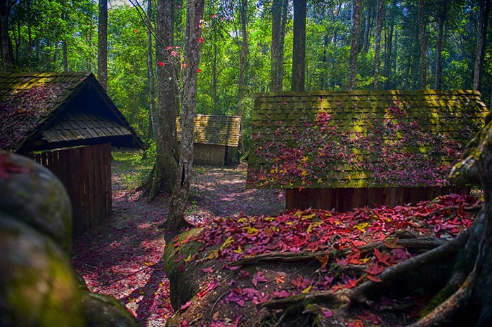ทุ่งดอกเปราะภูสีขาว ทุ่งดอกเปราะภูสีขาว