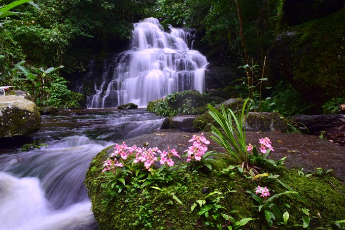 ทุ่งดอกเปราะภูสีขาว ทุ่งดอกเปราะภูสีขาว