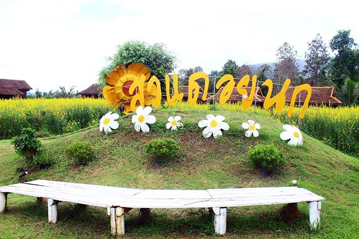 ทุ่งปอเทือง ทุ่งปอเทือง