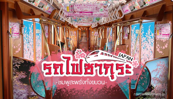 รถไฟซากุระ รถไฟซากุระ
