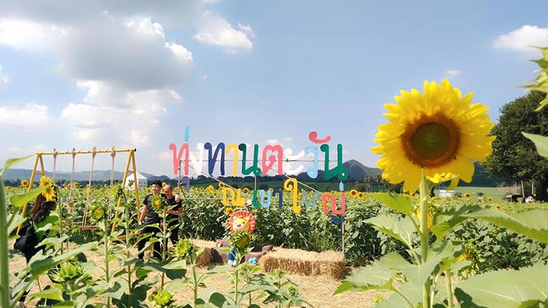 ทุ่งทานตะวัน เขาใหญ่ ทุ่งทานตะวัน เขาใหญ่