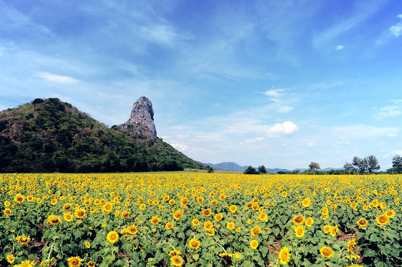ทุ่งทานตะวันลพบุรี 2561 ทุ่งทานตะวันลพบุรี 2561